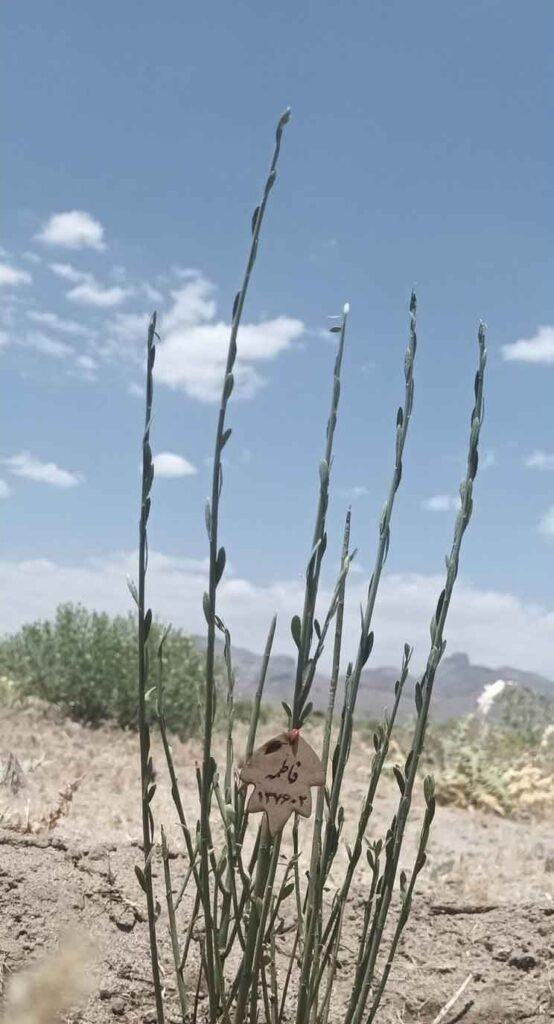 نهال بادام کوهی فاطمه