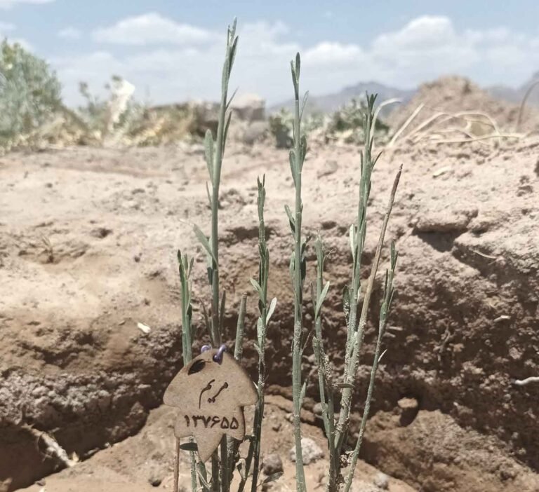 نهال بادام کوهی مریم
