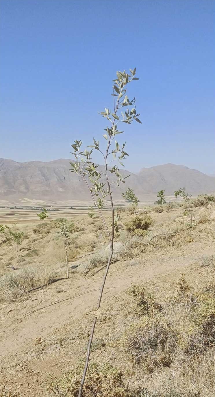 نهال سنجد محمدحسین