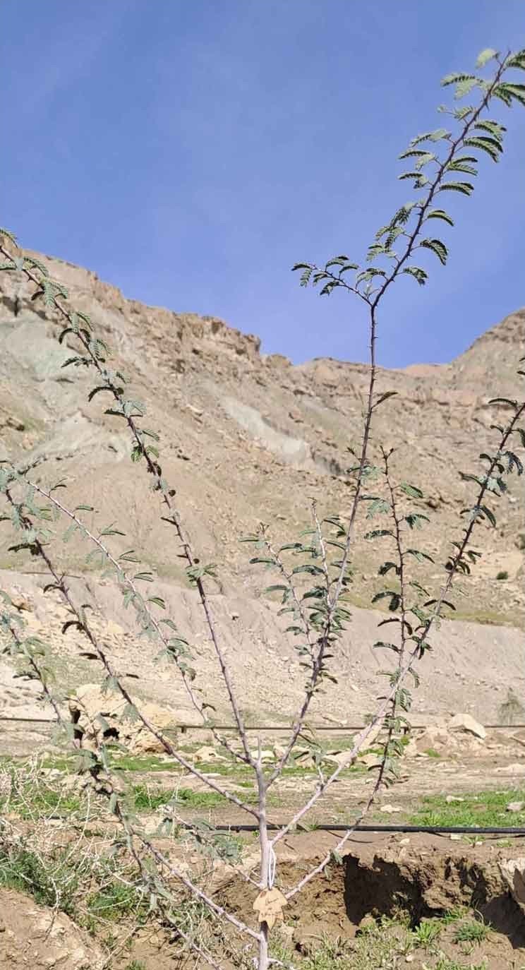 نهال کهور سهیلا