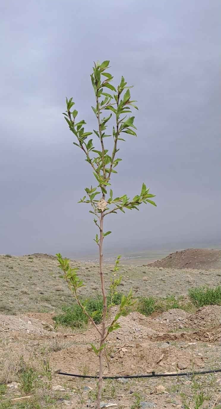 نهال بادام حسین