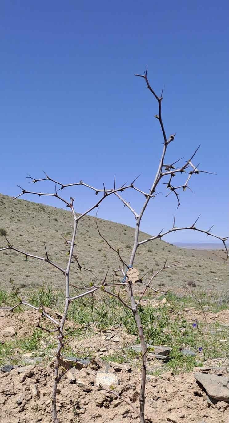 نهال عناب معصومه