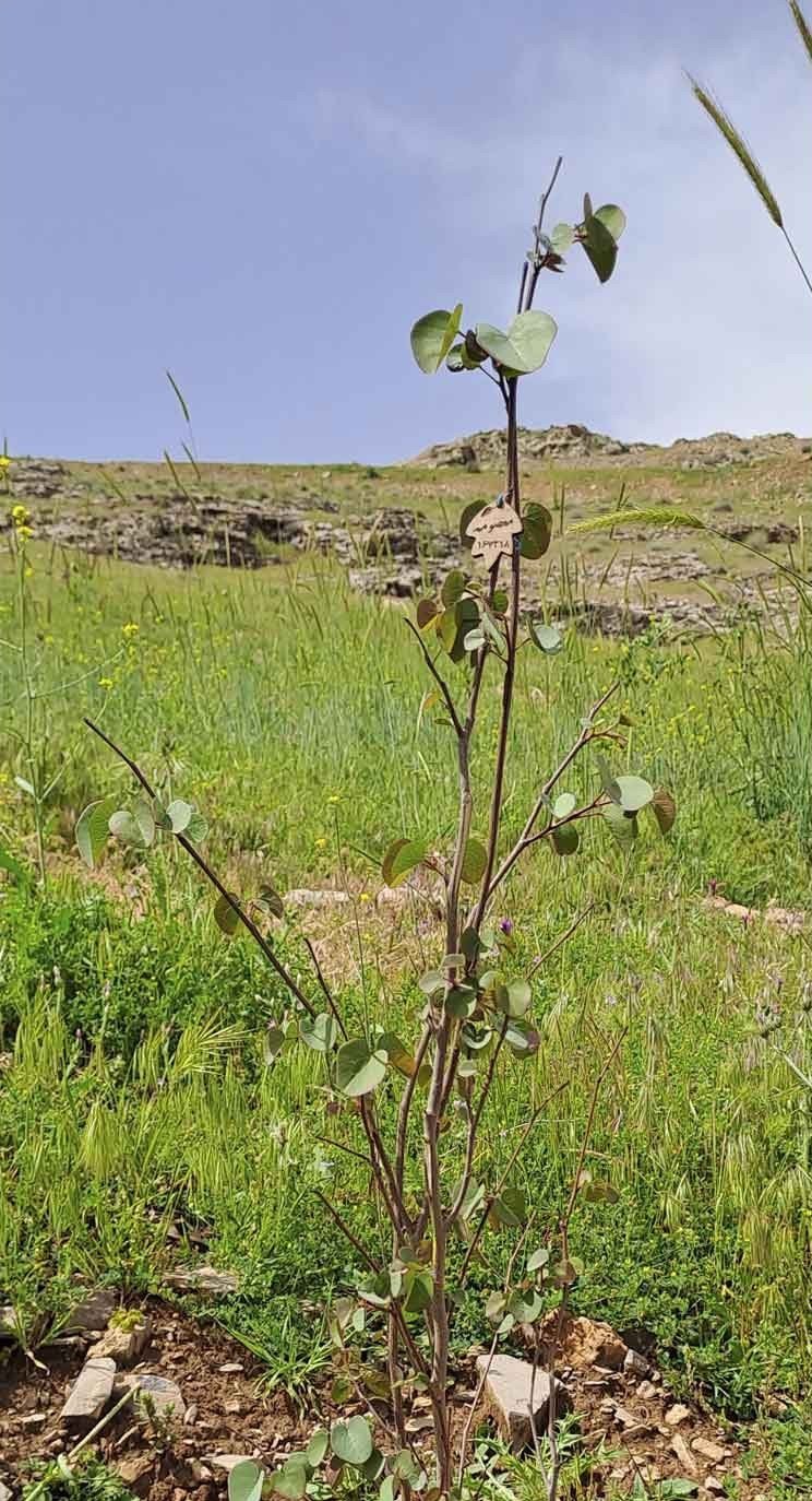 نهال ارغوان معصومه