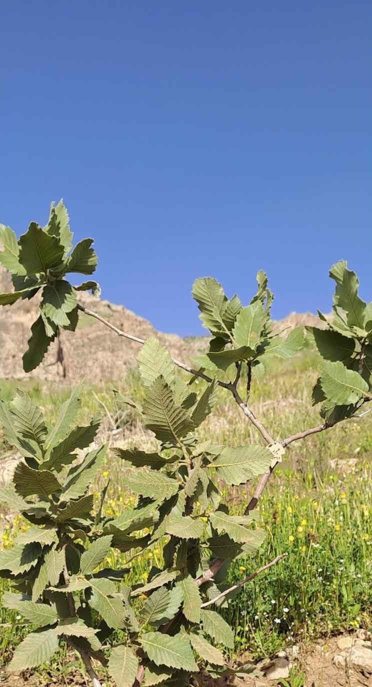 نهال ارغوان علیمراد