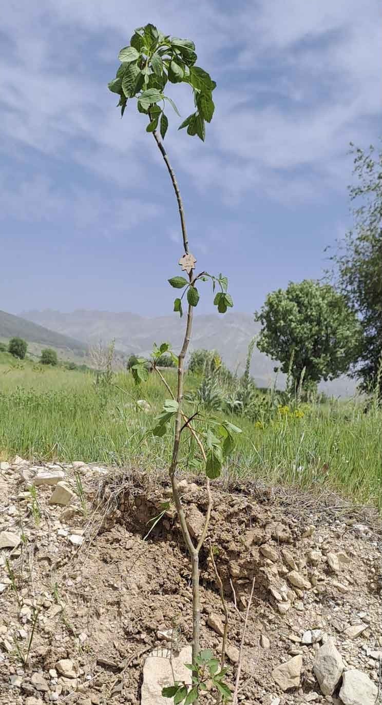 نهال گز نادیا